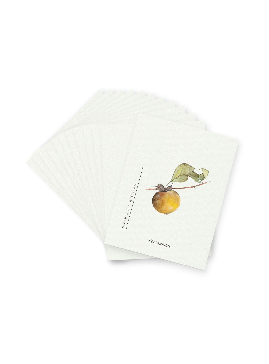 Persimmon Postcards
