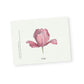 Pink Tulip Notecards