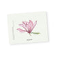 Pink Magnolia Notecards