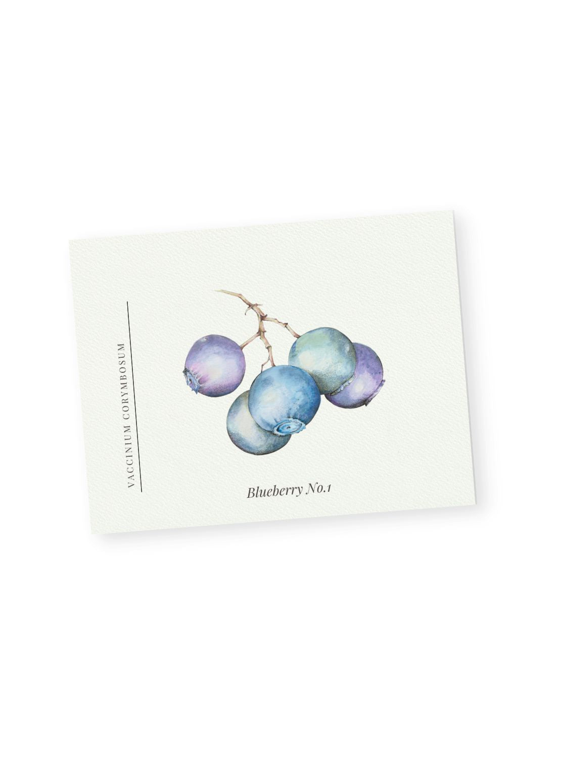 Botanical Collection Notecards