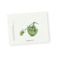 Green Tomato Notecards