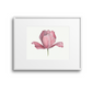 Pink Tulip Giclee Print