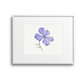 Purple Phlox Giclee Print