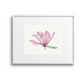 Pink Magnolia Giclee Print