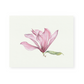 Pink Magnolia Giclee Print