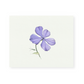 Purple Phlox Giclee Print