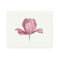 Pink Tulip Giclee Print