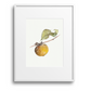 Persimmon Giclee Print