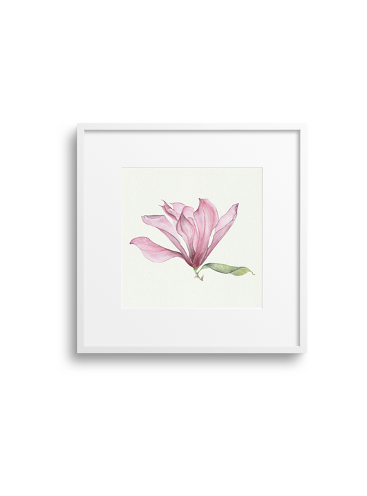 Pink Magnolia Giclee Print
