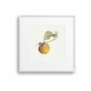 Persimmon Giclee Print