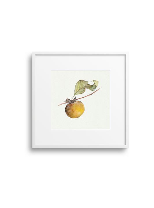 Persimmon Giclee Print