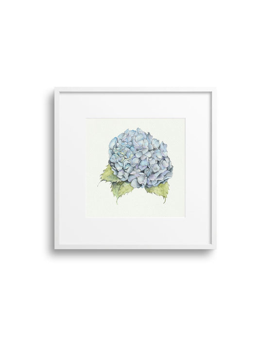 Blue Hydrangea Giclee Print