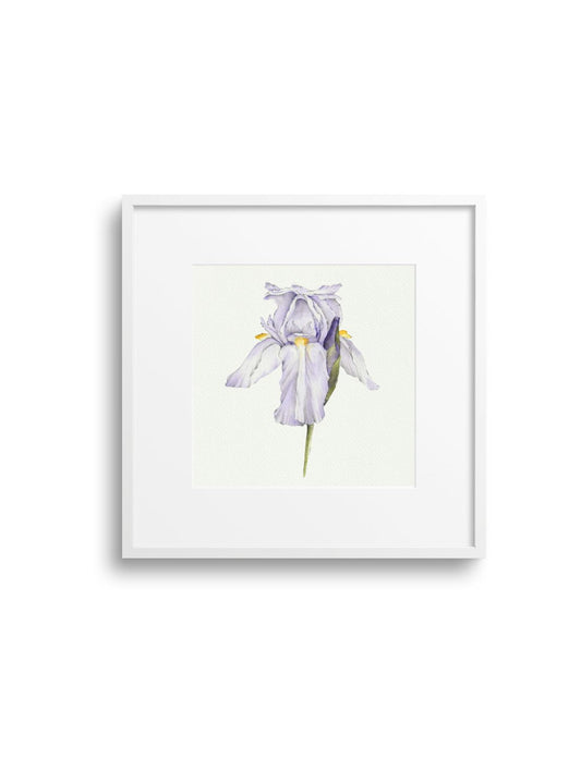 Purple Iris Giclee Print