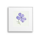 Purple Phlox Giclee Print