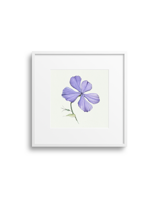 Purple Phlox Giclee Print