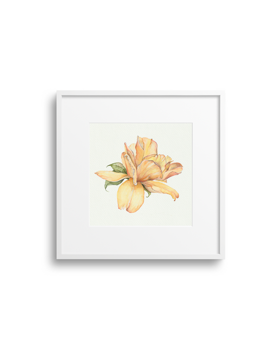Yellow Rose Giclee Print
