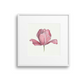 Pink Tulip Giclee Print