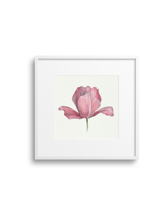Pink Tulip Giclee Print