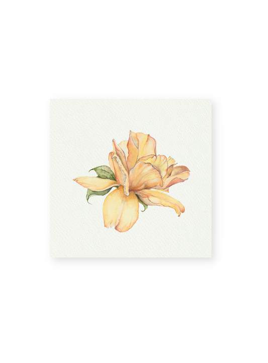 Yellow Rose Giclee Print