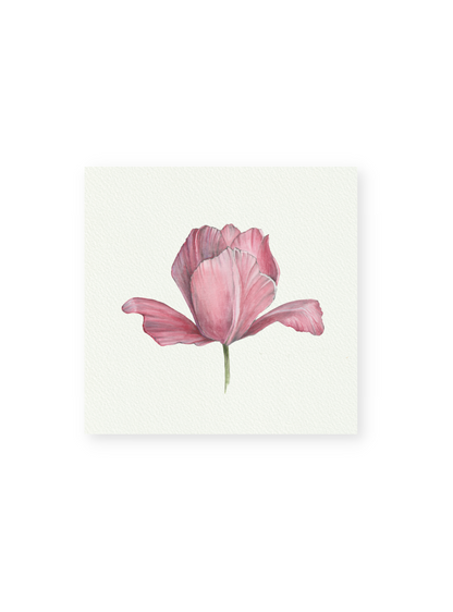 Pink Tulip Giclee Print