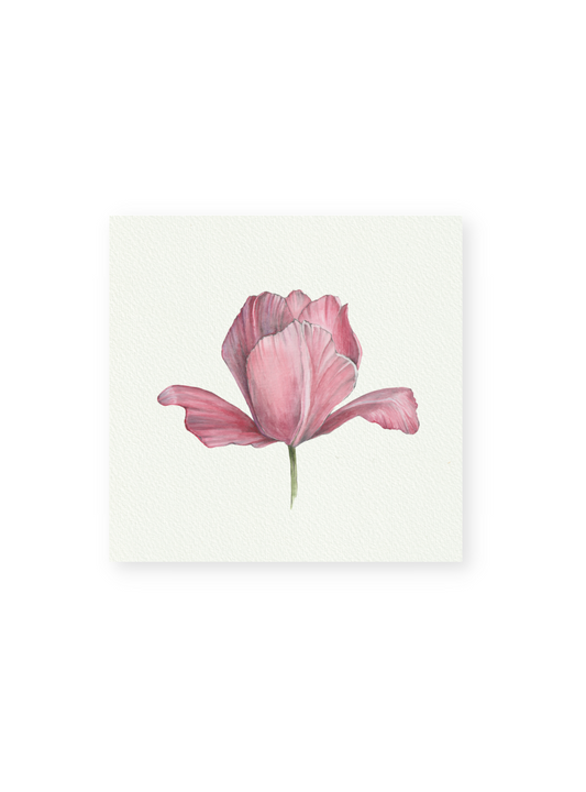 Pink Tulip Giclee Print