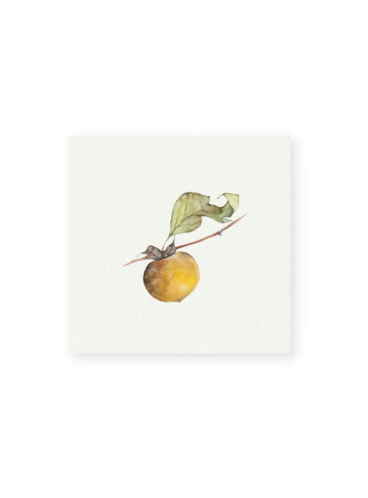 Persimmon Giclee Print