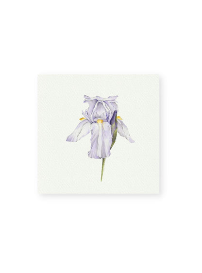 Purple Iris Giclee Print