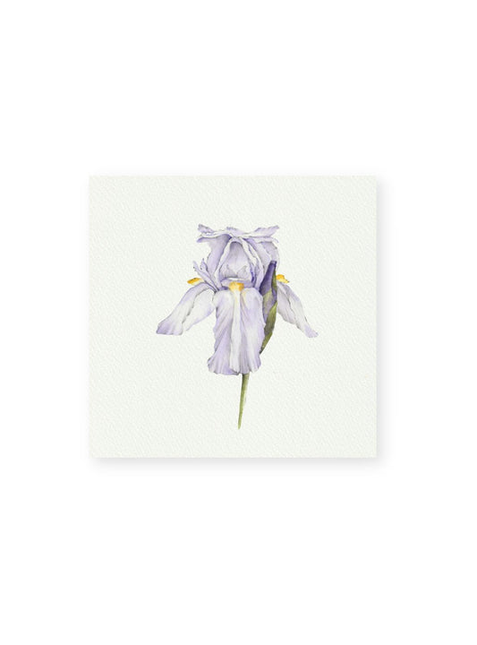 Purple Iris Giclee Print