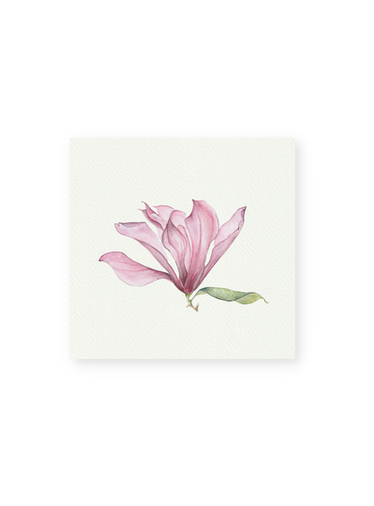 Pink Magnolia Giclee Print