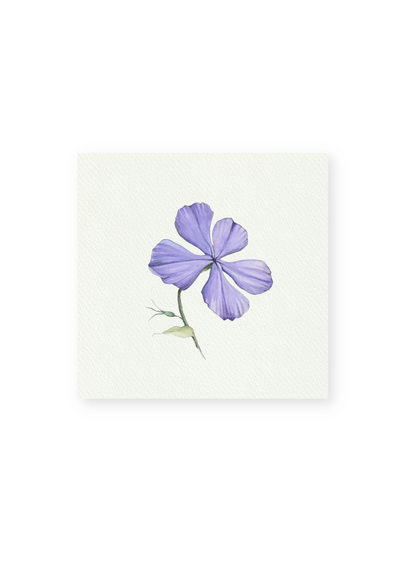 Purple Phlox Giclee Print