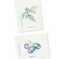 Blueberry Notecards