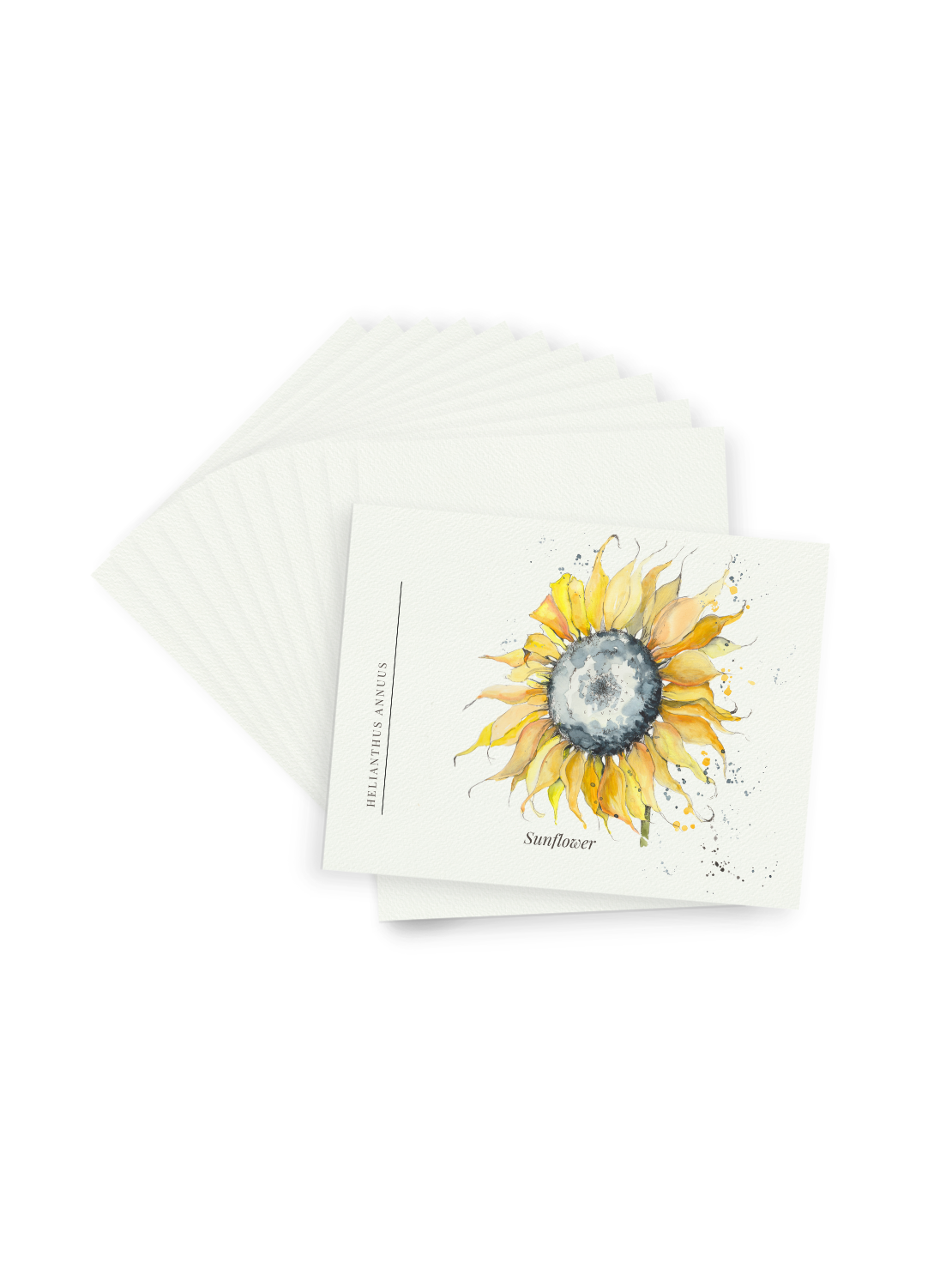 Sunflower Postcards