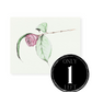 Camellia No.4 Giclee Print