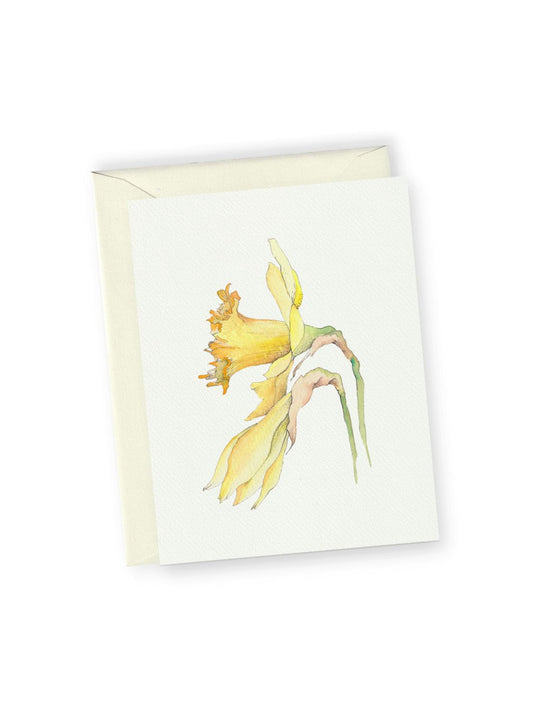 Daffodil No.2