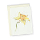 Daffodil No.3