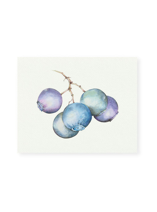 Blueberry No.1 Giclee Print