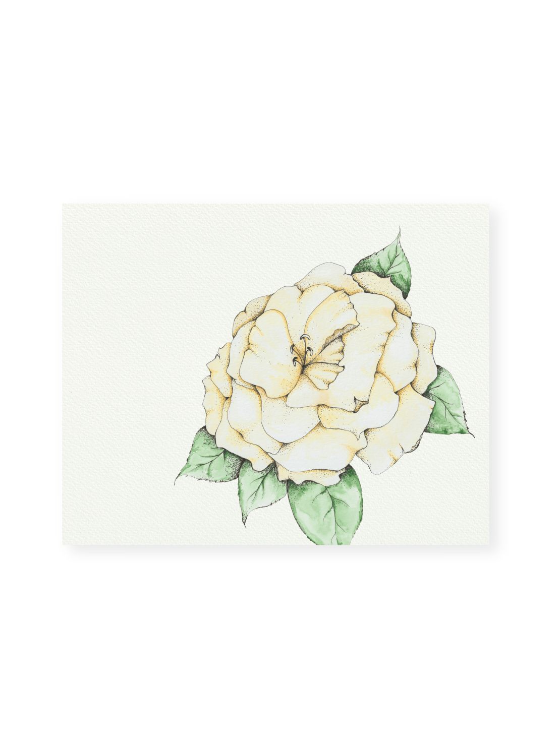 Camellia No.7 Giclee Print