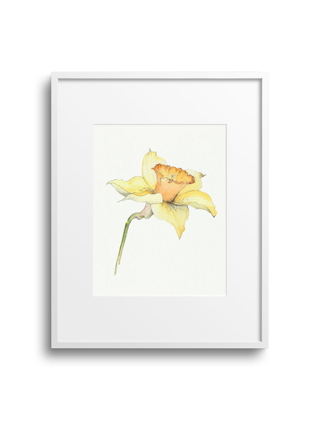 Daffodil No.3 Giclee Print