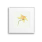 Daffodil No.3 Giclee Print