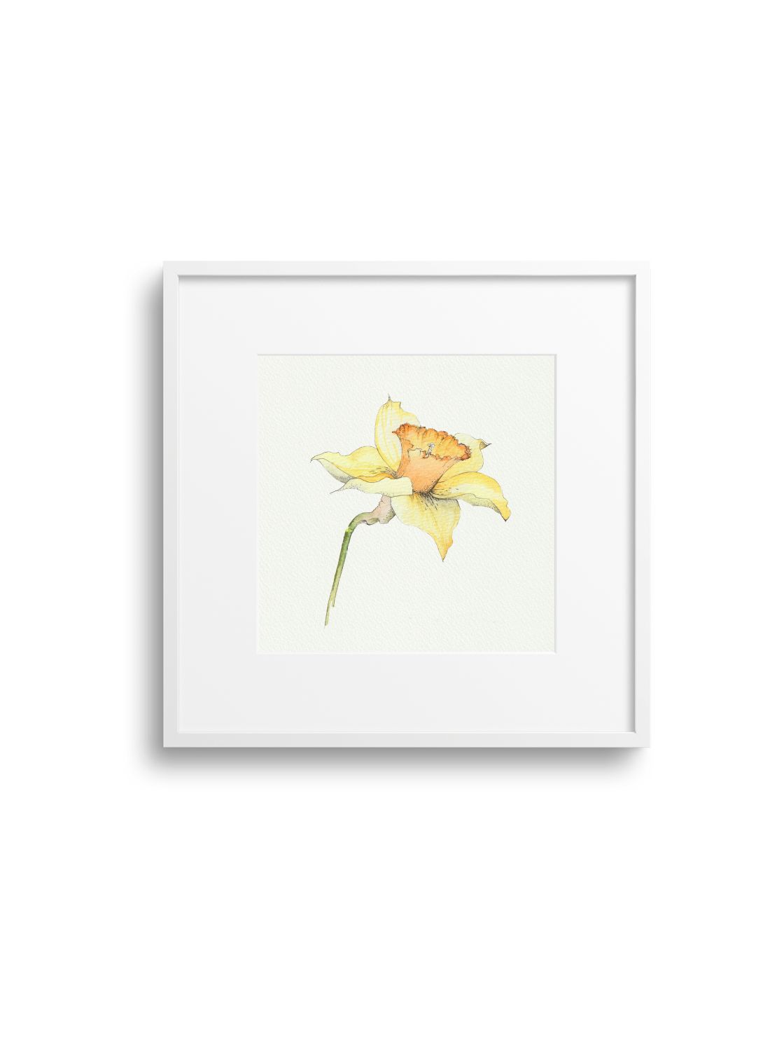 Daffodil No.3 Giclee Print