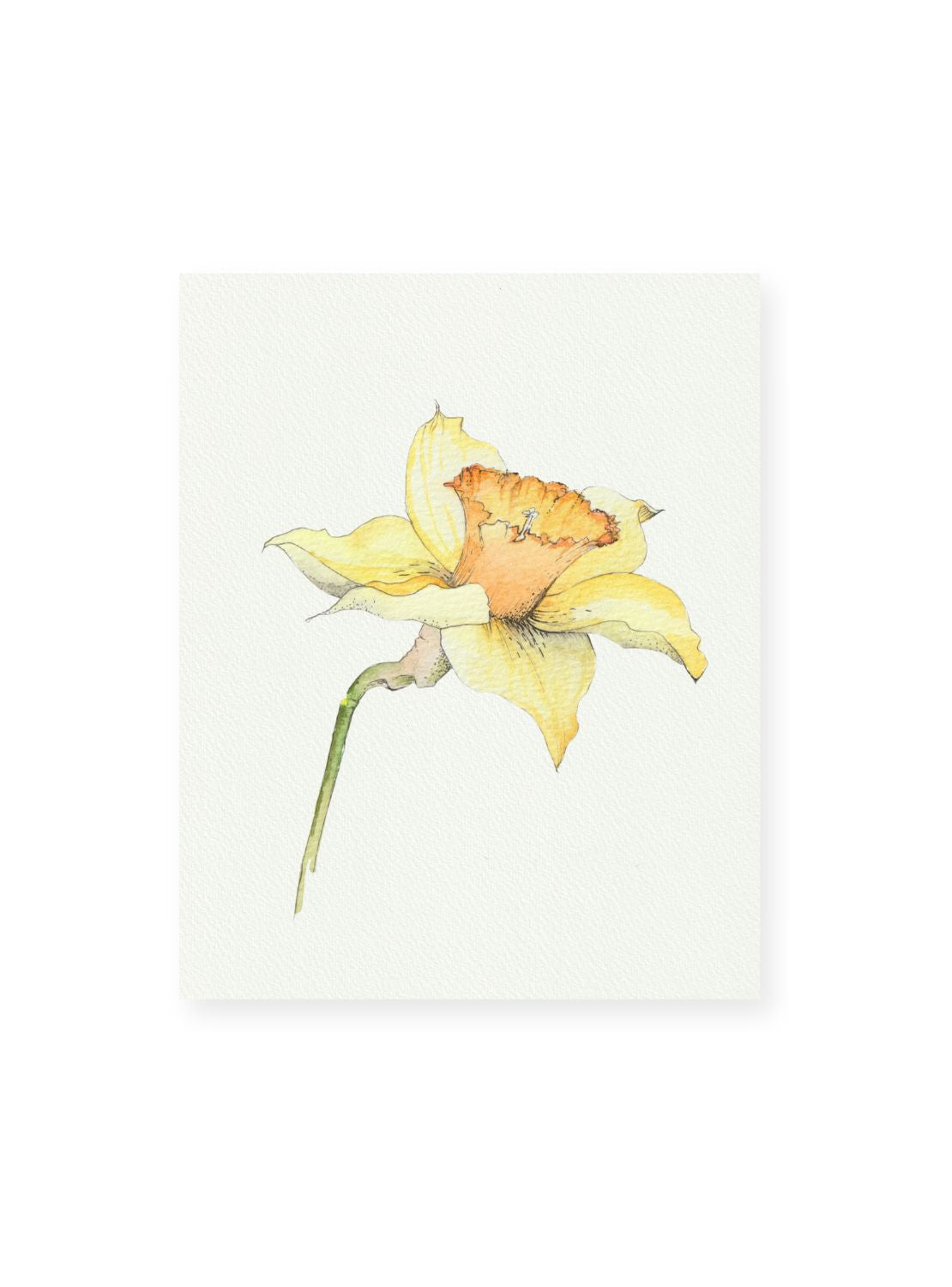 Daffodil No.3 Giclee Print